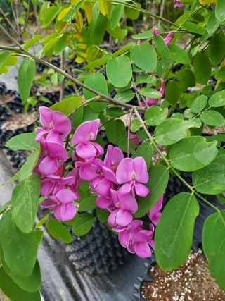 김옥균 님의 자유주제 · 자유게시판 작성글 사진