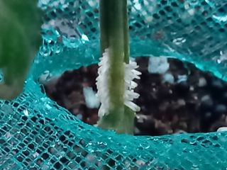 김재철님의 토마토 · 파종•정식 작성글 사진