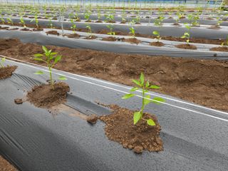 박운용님의 고추 · 파종•정식 작성글 사진