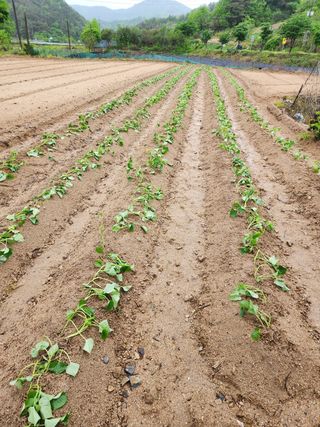 쏭이네농장(현자)님의 고구마 · 자유게시판 작성글 사진
