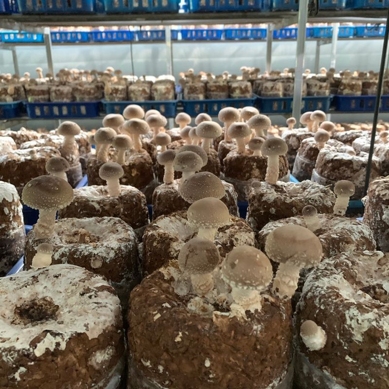 장터 상품 [표고버섯(배지 부여산. 생산지 용인)] 썸네일