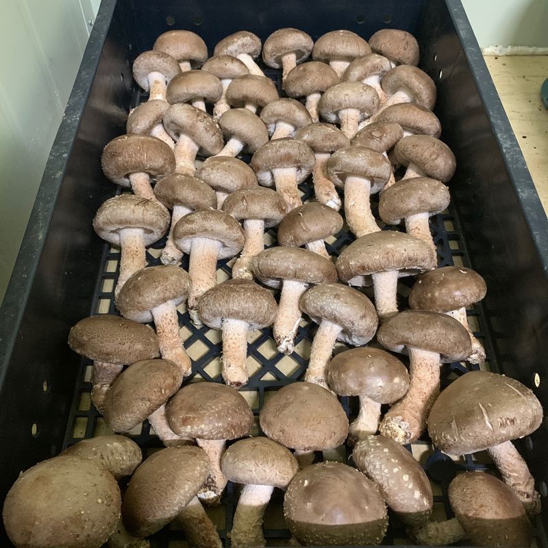 장성훈님의 장터 판매 상품 [표고버섯(배지 부여산. 생산지 용인)] 첨부 사진