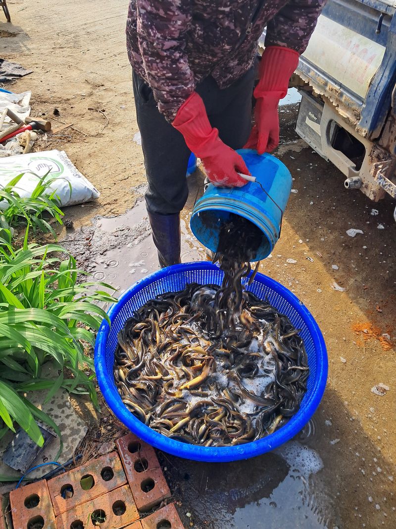 장터 상품 [자연산 미꾸라지팝니다] 썸네일