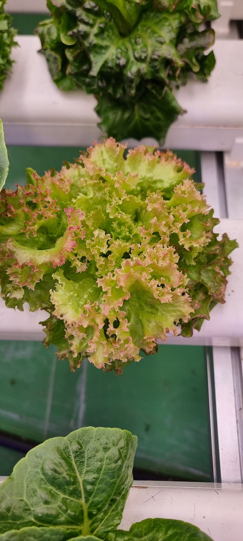 박길수님의 장터 판매 상품 [샐러드 모듬1kg] 첨부 사진