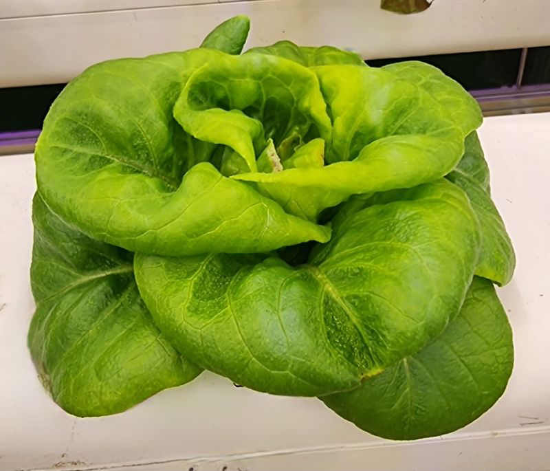 박길수님의 장터 판매 상품 [샐러드 모듬1kg] 첨부 사진