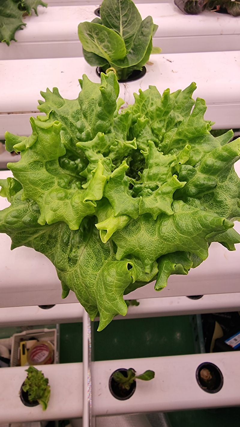 박길수님의 장터 판매 상품 [샐러드 모듬1kg] 첨부 사진