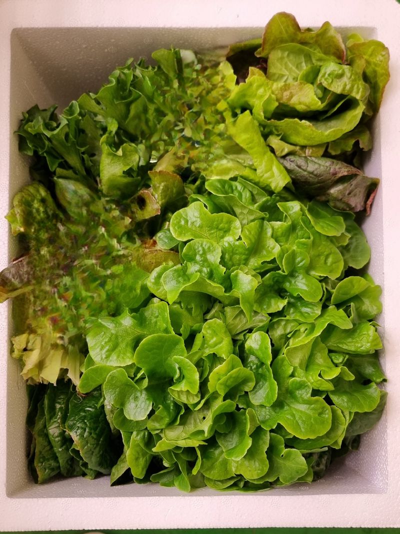 박길수님의 장터 판매 상품 [샐러드 모듬1kg] 첨부 사진