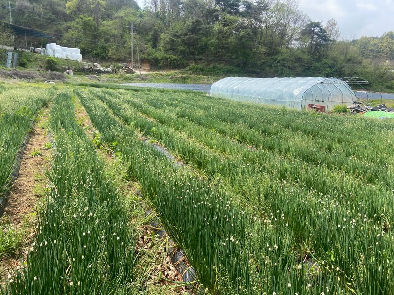 장터 상품 [쪽파 종구 판매합니다  한자루 30키로에용 키로에3천원이구요  배송비 별도입니다!] 썸네일