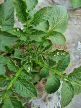 팜모닝 감자·병해충상담 게시글 이미지