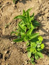 팜모닝 · 게시글 이미지