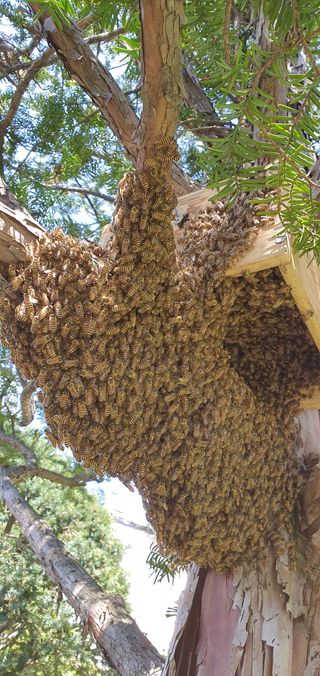 토종벌님의 작성글 사진