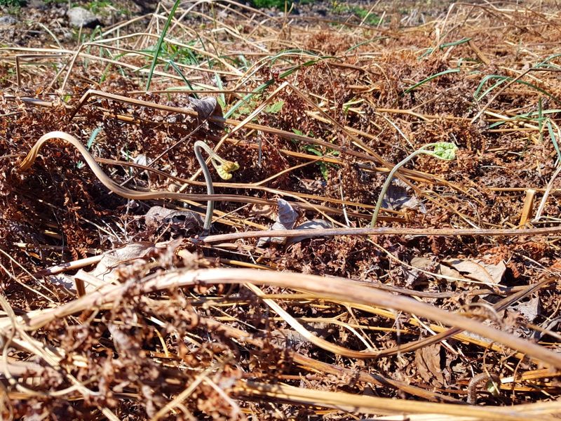 장터 상품 [햇고사리600그램(한근)] 썸네일