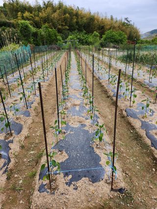덕포킴님의 고추 · 병해충상담 작성글 사진