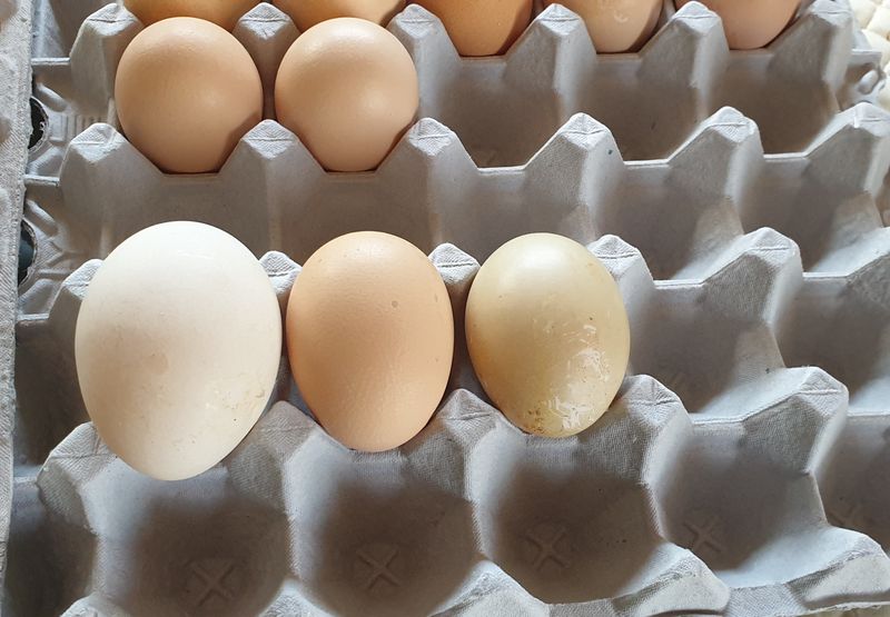 장터 상품 [기러기 유정란 30개] 썸네일