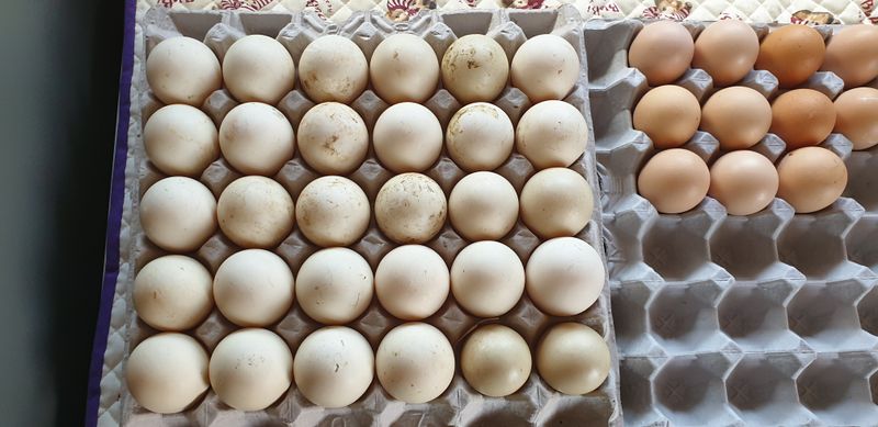 한광수님의 장터 판매 상품 [기러기 유정란 30개] 첨부 사진