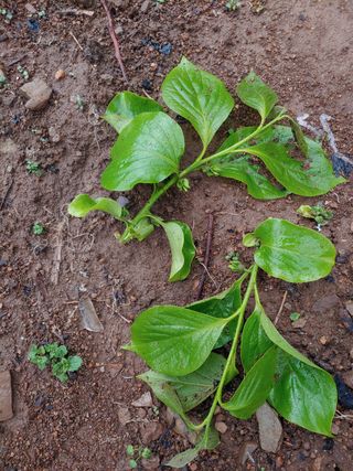 _고성농장님의 감 · 병해충상담 작성글 사진