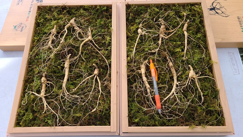 장터 상품 [산양삼10년이상 6뿌리 1박스] 썸네일