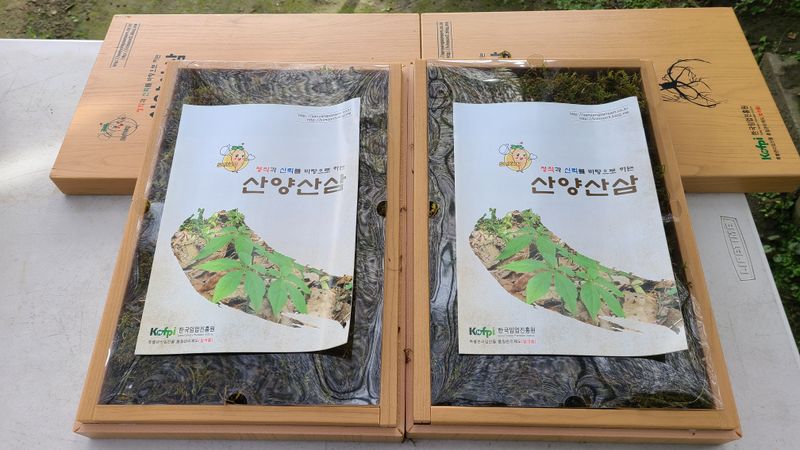 문진용(해오름달)님의 장터 판매 상품 [산양삼10년이상 6뿌리 1박스] 첨부 사진