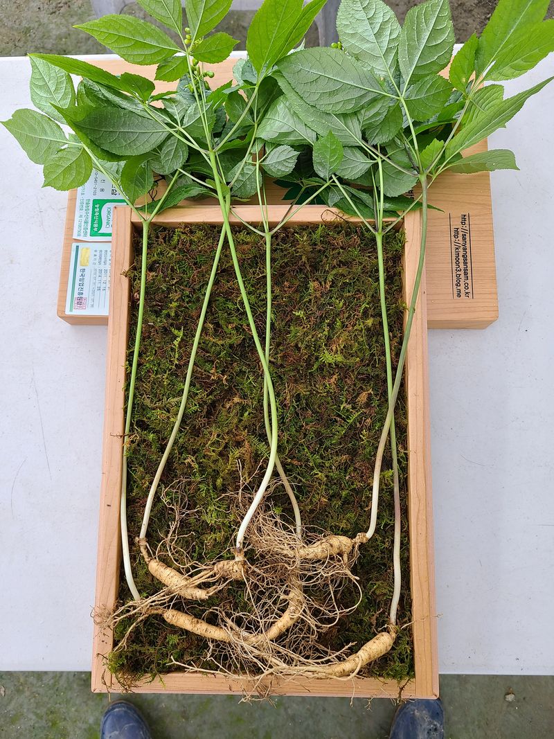 문진용(해오름달)님의 장터 판매 상품 [산양삼10년이상 6뿌리 1박스] 첨부 사진