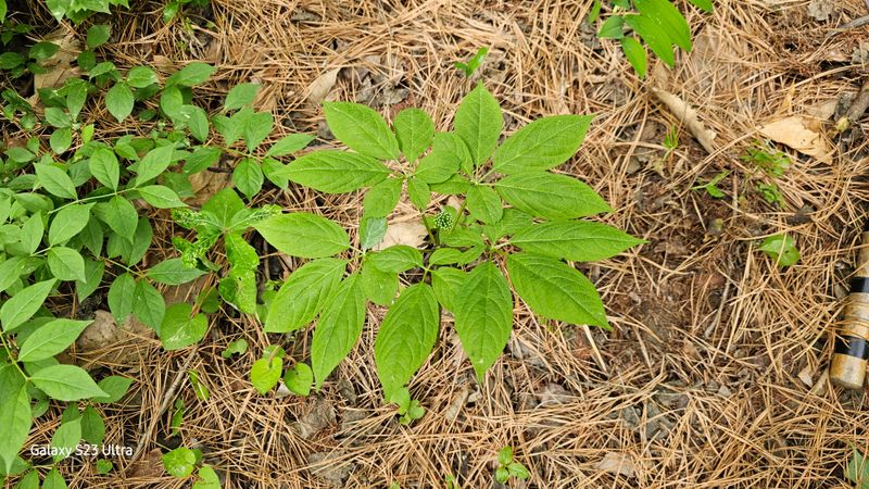 문진용(해오름달)님의 장터 판매 상품 [산양삼10년이상 6뿌리 1박스] 첨부 사진