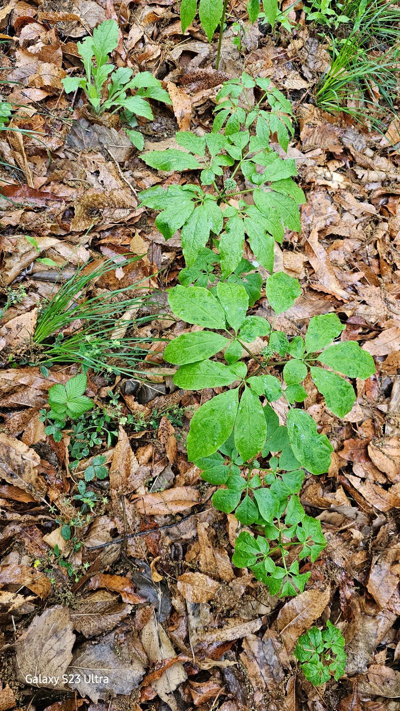 문진용(해오름달)님의 장터 판매 상품 [산양삼10년이상 6뿌리 1박스] 첨부 사진