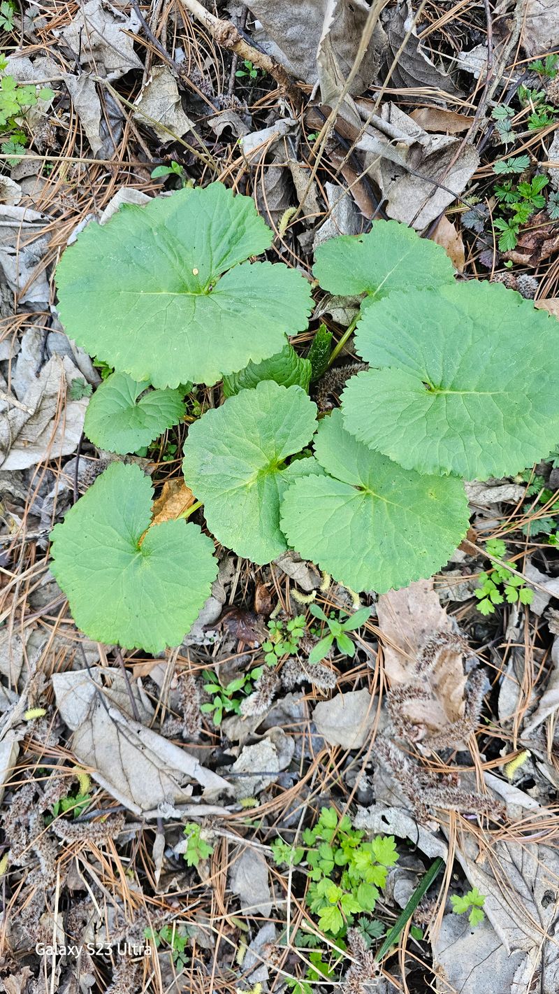 장터 상품 [토종곰취1kg] 썸네일