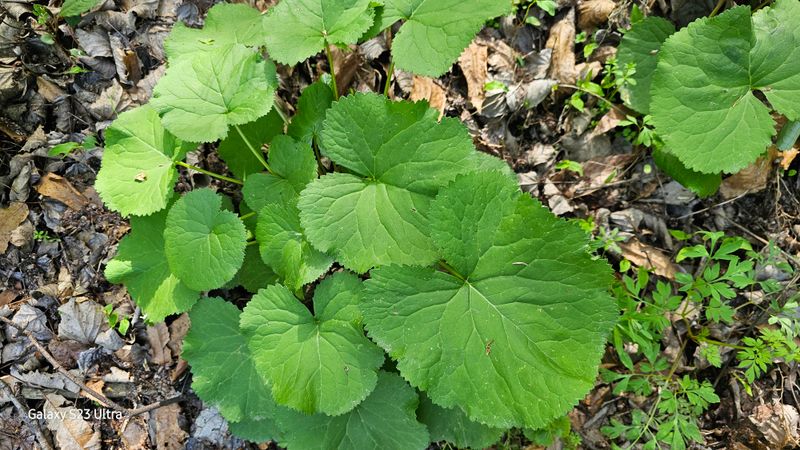 문진용(해오름달)님의 장터 판매 상품 [토종곰취1kg] 첨부 사진