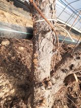 팜모닝 자두·병해충상담 게시글 이미지