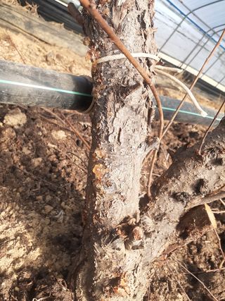 박인계님의 자두 · 병해충상담 작성글 사진