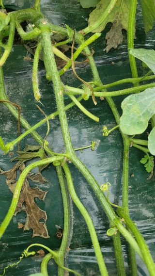 사랑하는가족님의 기타작물 · 병해충상담 작성글 사진