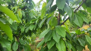 양파22312권종근님의 옥수수 · 자유게시판 작성글 사진