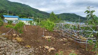 양파22312권종근님의 옥수수 · 자유게시판 작성글 사진