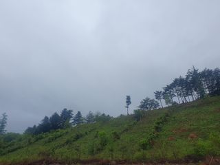 인생은 소풍처럼님의 두릅 · 일상 작성글 사진