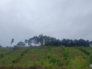 인생은 소풍처럼님의 두릅 · 일상 작성글 사진