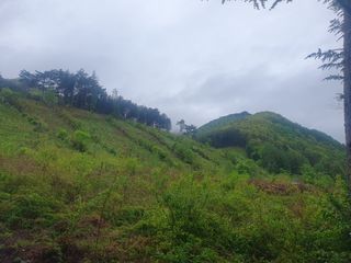 인생은 소풍처럼님의 두릅 · 일상 작성글 사진