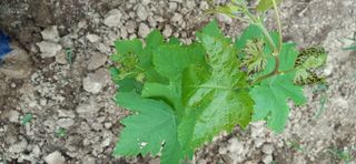 이승규님의 포도 · 병해충상담 작성글 사진