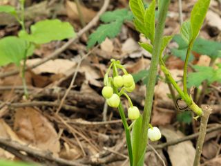 자연농원 순 강재옥님의 자유주제 · 자유게시판 작성글 사진