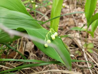 자연농원 순 강재옥님의 자유주제 · 자유게시판 작성글 사진