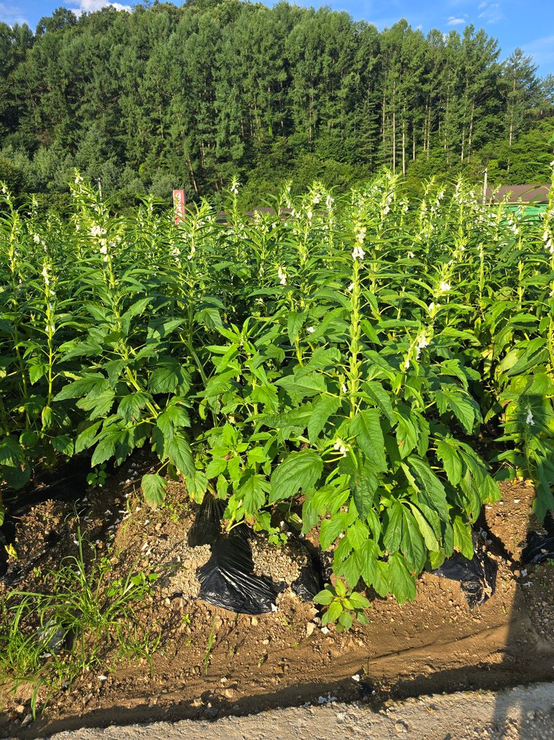 석송호두농원님의 장터 판매 상품 [참깨 1kg] 첨부 사진