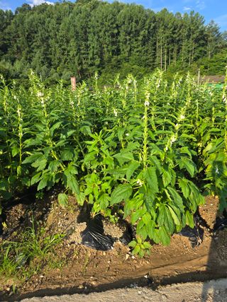 석송호두농원님의 작성글 사진