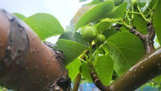 형설농원 정순정님의 배 · 생장기 농작업 작성글 사진