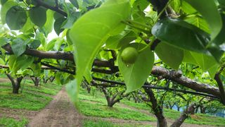 형설농원 정순정님의 배 · 생장기 농작업 작성글 사진