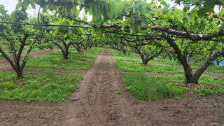 형설농원 정순정님의 배 · 생장기 농작업 작성글 사진