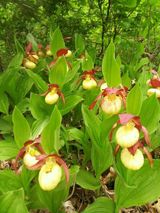 팜모닝 · 게시글 이미지