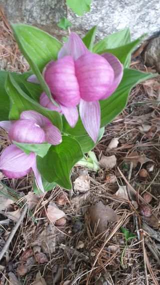병풍취산채농원님의 작성글 사진
