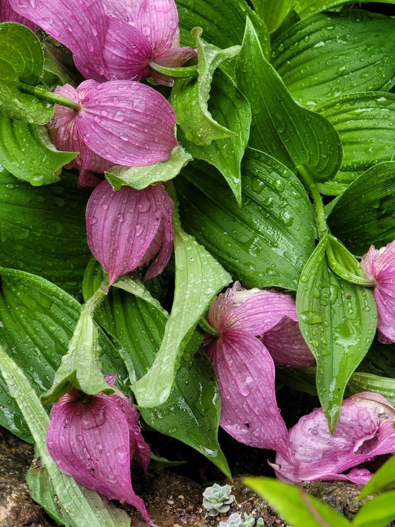 병풍취산채농원님의 장터 판매 상품 [복주머니란] 첨부 사진