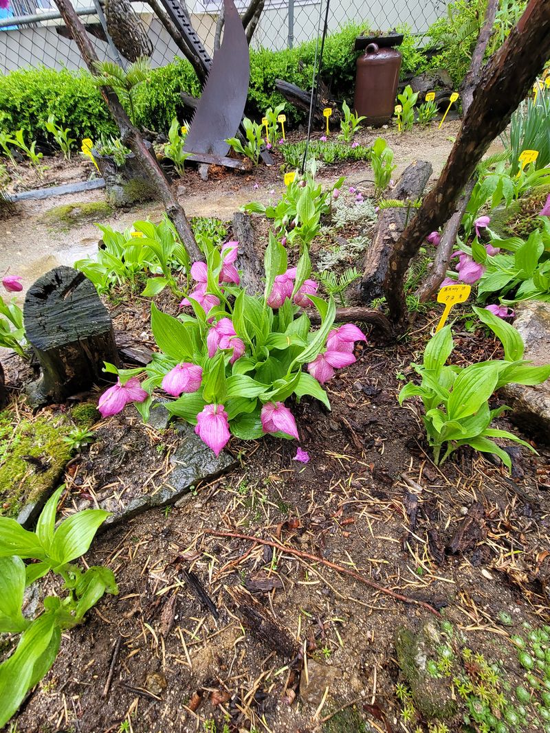 병풍취산채농원님의 장터 판매 상품 [복주머니란] 첨부 사진