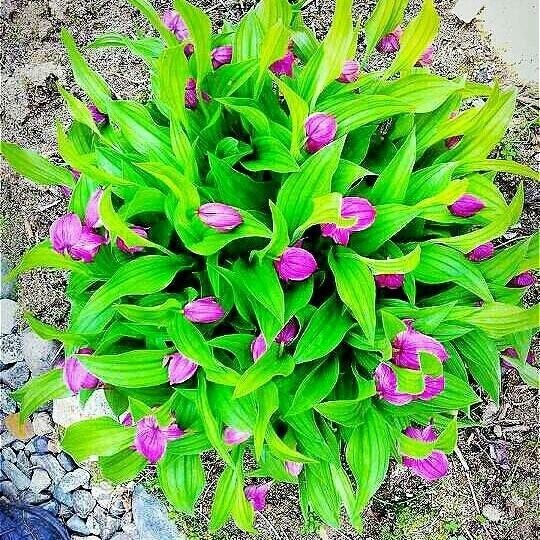 병풍취산채농원님의 장터 판매 상품 [복주머니란] 첨부 사진