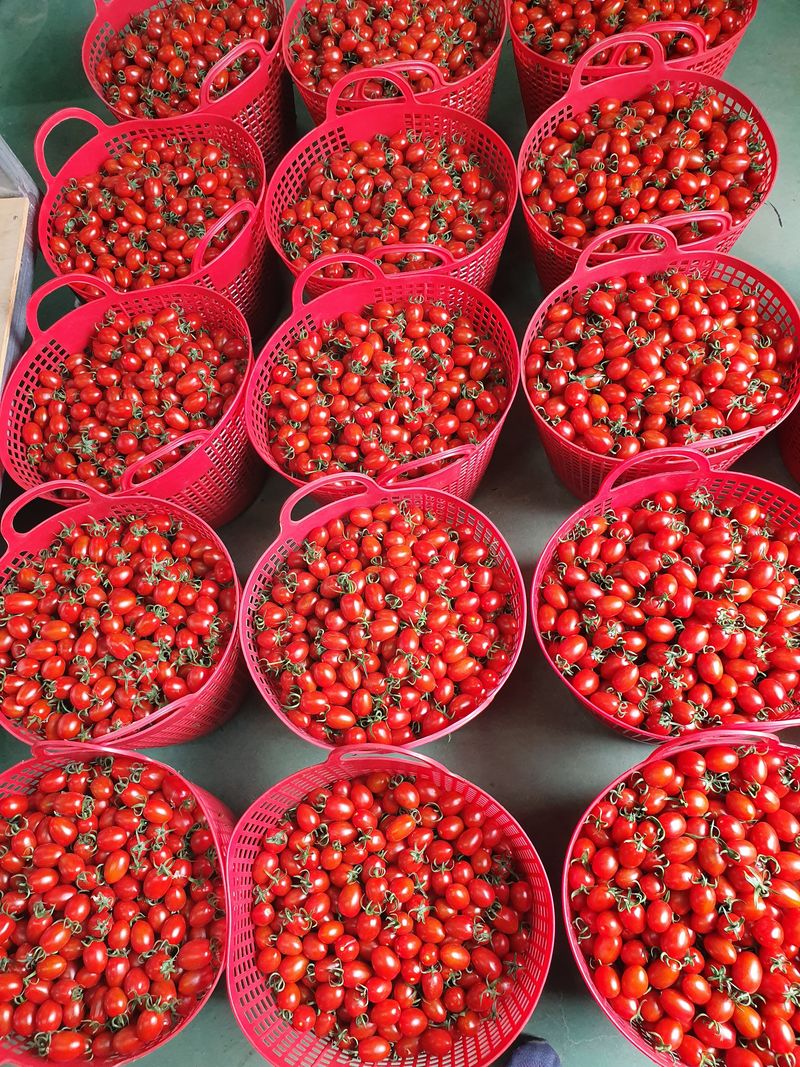 장터 상품 [맛보장 맛있는 그대추방울토마토1키로  14000] 썸네일