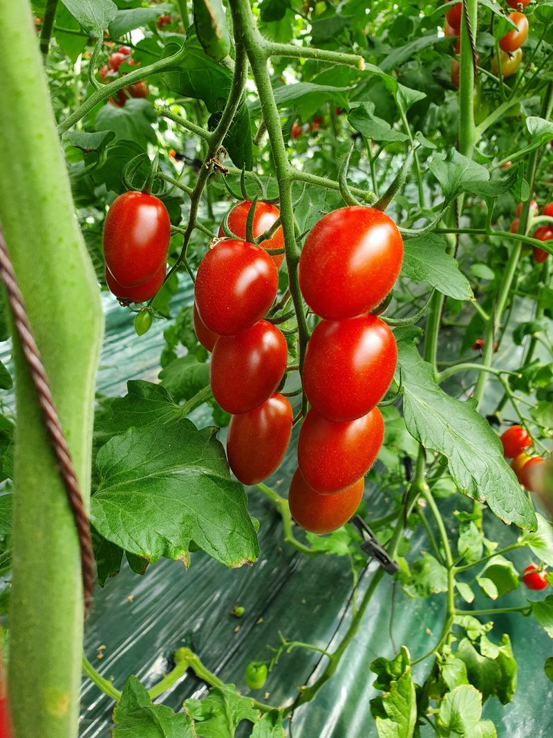 써니네님의 장터 판매 상품 [맛보장 맛있는 그대추방울토마토1키로  14000] 첨부 사진